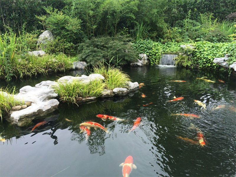 湖州锦鲤鱼池