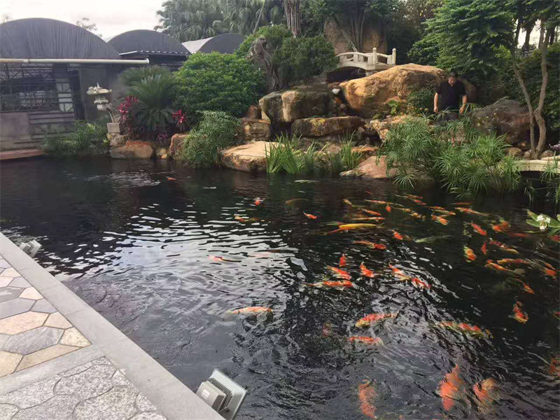 湖州锦鲤鱼池